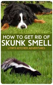 How To Get Rid Of Skunk Smell Skunk Smell Dog Spray Getting Rid Of Skunks