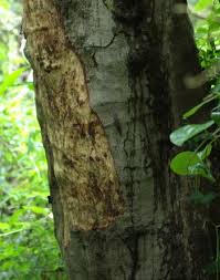 Image result for Macaranga mellifera