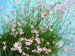 Image result for Wahlenbergia hookeri