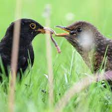 Wir haben sechs hilfreiche apps für dich zusammengestellt, mit denen du problemlos vögel bestimmen kannst. Drossel Oder Amsel Vogelarten Online Bestimmen Tiere