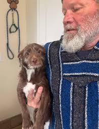 Owners been found thank you..... Hopefully i find my dog next 😪😥😰