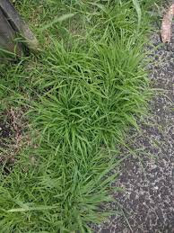Image result for Eriochloa