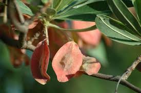 Image result for Terminalia sericea