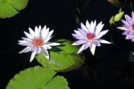 Image result for Nymphaea sulphurea