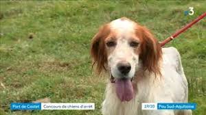 Avoir une ancienneté de trois (03) ans au moins à la date du concours ; Concours Chiens D Arret Au Port De Castet En Bearn Youtube