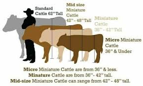 Mini Cattle Jersey Cattle Miniature Cattle Cattle