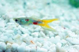 Genauso kann natürlich auch eine entwicklungsstörung vorliegen. Guppys Schnell Und Einfach Informiert