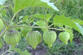 This is because the plant grows from rhizomes. Factsheet Physalis Angulata Wild Gooseberry