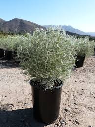 Image result for Cassia thyrsoidea