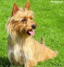 View australian terrier pictures and learn more about this breed. The Australian Terrier