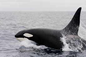 Gambar hewan laut hitam putih. Hitam Putih Paus Pembunuh Tubuh Air Siang Hari Orca Melanggar Piqsels
