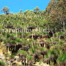 Image result for Xanthorrhoea