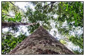 Image result for Copaifera