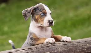 Why buy a catahoula leopard dog puppy for sale if you can adopt and save a life? Catahoula Leopard Dog Breed Information
