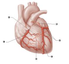 The superior vena cava is the large vein that brings blood from the head and arms to the heart, and the inferior vena cava brings blood from the abdomen and legs into the heart. Art Labeling Quiz