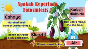 Beberapa fungsi kalsium lain adalah meningkatkan fungsi transpor membra sel, kemungkinan dengan bertindak sebagai stabilisator penyerapan kalsium dipengaruhi umur dan kondisi tubuh. Fungsi Kalium Hidroksida Pada Tumbuhan Sains Tahun 4 Malaycuax