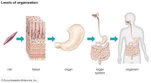 Human Body Human Body Bones Human Body Systems Human Body Organs