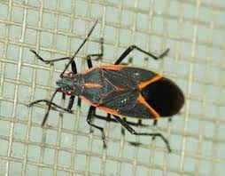 The head, thorax, and abdomen. Tips On Keeping Bugs Away From Windows And Screen Doors Hills Pest Control Pros