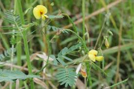 Image result for Aeschynomene sp. C