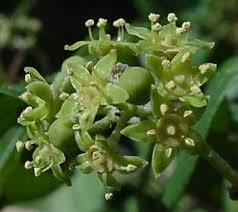 Image result for Rhoicissus