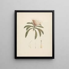 Image result for Protea gaguedi