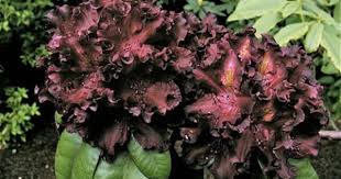 R Black Adder Plants Black Flowers Rhododendron