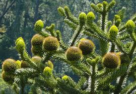 Image result for Arauk rie Araucaria
