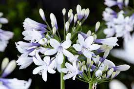 Very Showy Agapanthus Twister Is A Medium Sized Semi Evergreen African Lily Boasting 6 8 In Wide 15 20 Cm Umbels Of B In 2021 Lily Plants Agapanthus African Lily