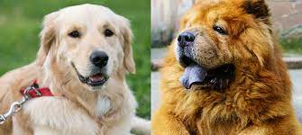 Golden Retriever Chow Mix Guide 27 Things To Know Before Getting One Green Garage