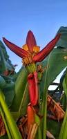 Image result for Musa sp. (Ornamental bananas)