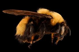 Image result for Bombus consobrinus