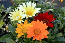 The region's predictable yearly rainfall, he said, is what makes namaqualand one of the best flower shows around. Treasure Flowers Gazania Family Life Is A Garden