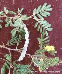 Image result for Embelia nilotica