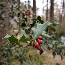 Die Stechpalme Mit Ihren Roten Beeren Ist Ganz Typisch Fur Weihnachtliche Dekorationen Und Blumengestecke Ich Finde In 2020 Blumengestecke Blumen Gestecke Stechpalme