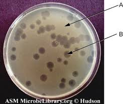Isolation Culture And Identification Of Viruses Microbiology