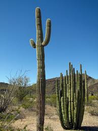 Find out information about organ pipe cactus national monument. Organ Pipe Cactus National Monument Visited Corinth Rose