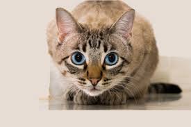It is so important to start. Feline Asthma The Signs That Every Cat Owner Needs To Look Out For