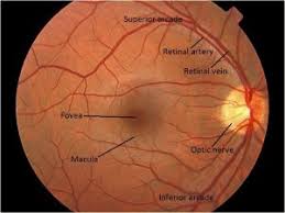 Image result for Retinal Anatomy