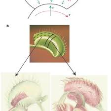 Venus fly trap records is feeling proud. Pdf How The Venus Flytrap Snaps