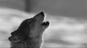Search, discover and share your favorite wolf howling gifs. Howling Wolves Gifs 70 Animated Images For Free