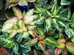 Alibaba.com offers 2,351 coffee bean plants for sale products. Aglaonema Species Chinese Evergreen Plant Plants Aquatic Plants
