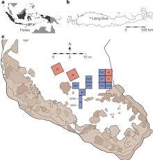 Revised Stratigraphy And Chronology For Homo Floresiensis At Liang Bua In Indonesia Nature Admin september 4, 2020 leave a comment. homo floresiensis at liang bua