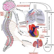 The nervous system is mainly divided into central nervous system, peripheral nervous system and autonomic nervous system. Schematic Diagram Summarizing Autonomic Nervous System Involvement In Download Scientific Diagram