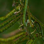 Image result for Tephrosia noctiflora