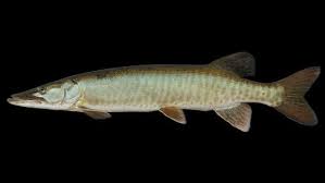 Walleye are torpedo shaped with a large mouth filled with sharp teeth. Something Bit Me Muskie Bites Angler In Missouri First Mdc Says