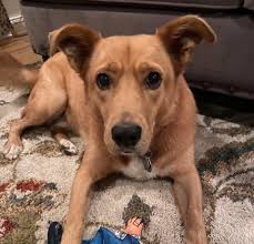 Anyone missing a dog? Spotted