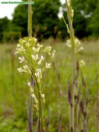 Image result for Turritis glabra