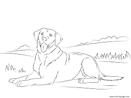 Households own a pet, which equates to 72.9 million a beautiful dog to color (beauceron). Labrador Retriever Cute Dog Coloring Pages Printable