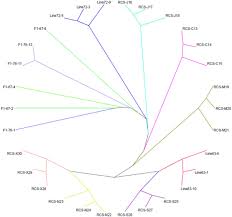 Genetic Assessment Of Inbred Chicken Lines Indicates Genomic Signatures Of Resistance To Marek S Disease Journal Of Animal Science And Biotechnology Full Text