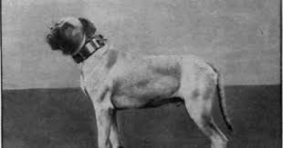 1910 English Mastiff Vintage Dog Mastiffs English Mastiff